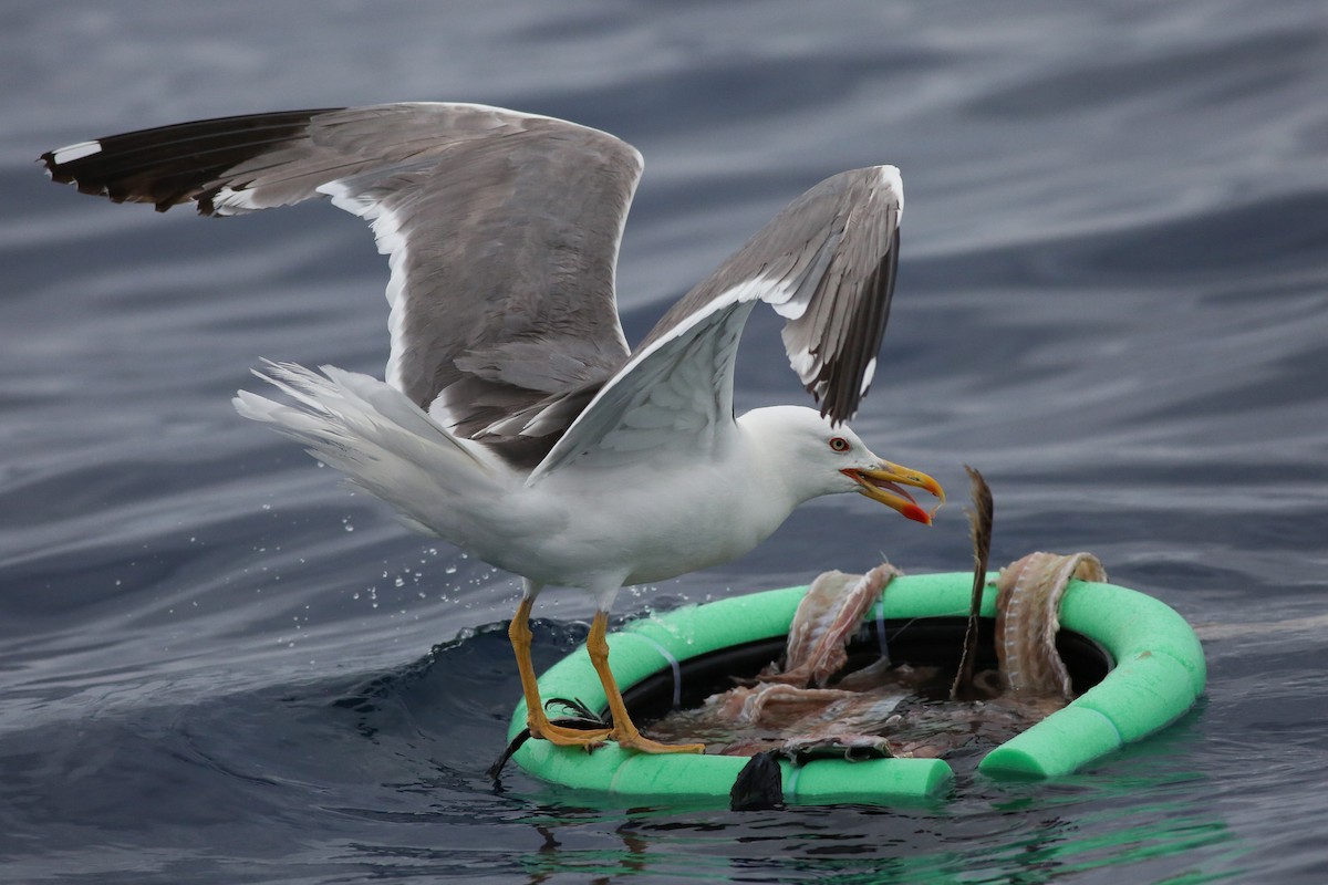 Yellow-legged Gull - ML353333541