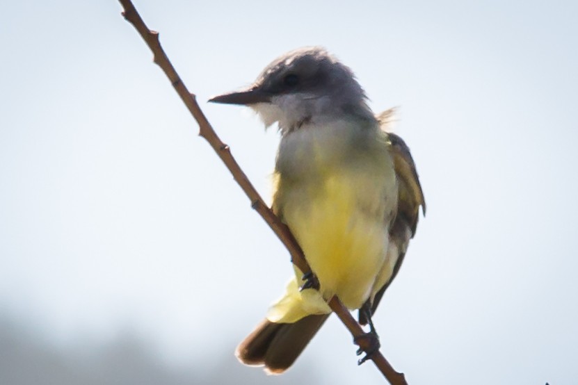 Tropical Kingbird - ML35333361