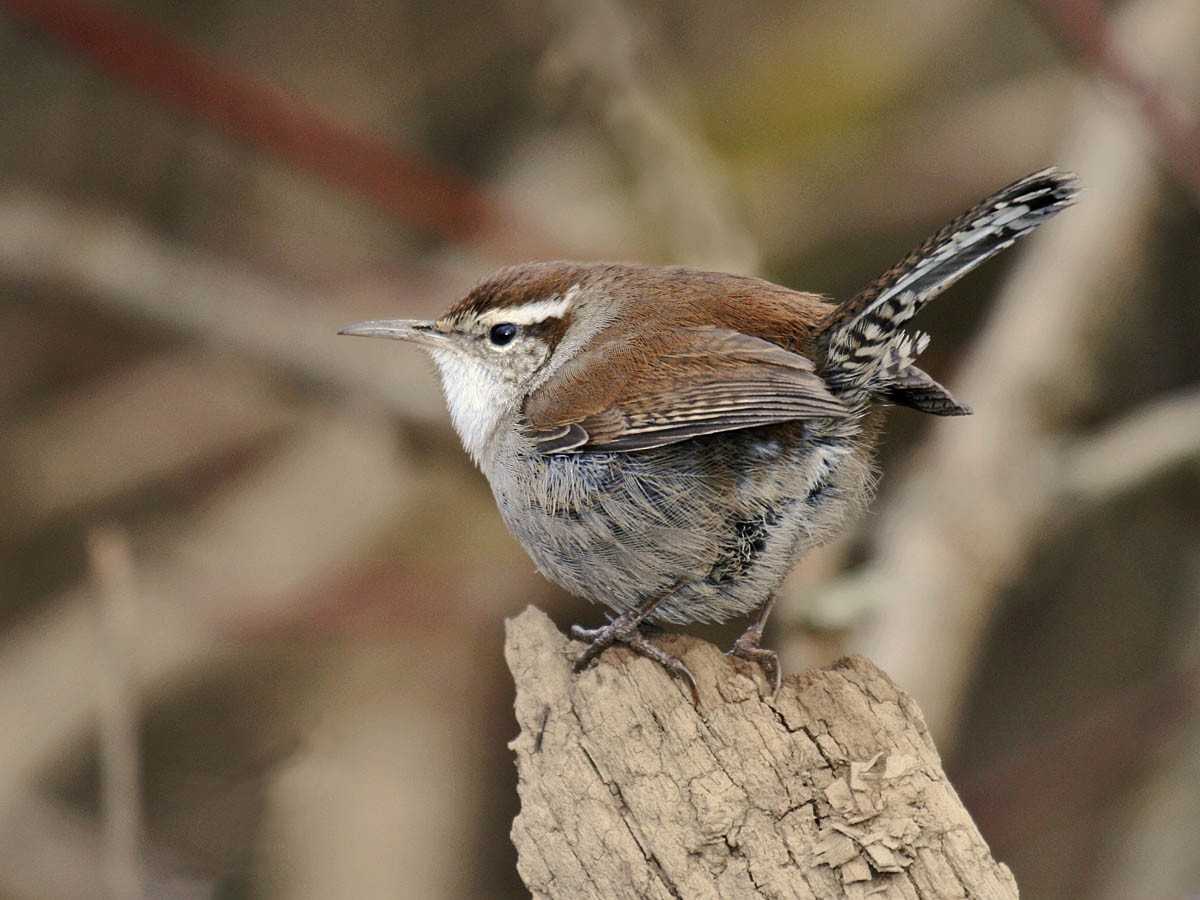 Bewick's Wren - ML35333401