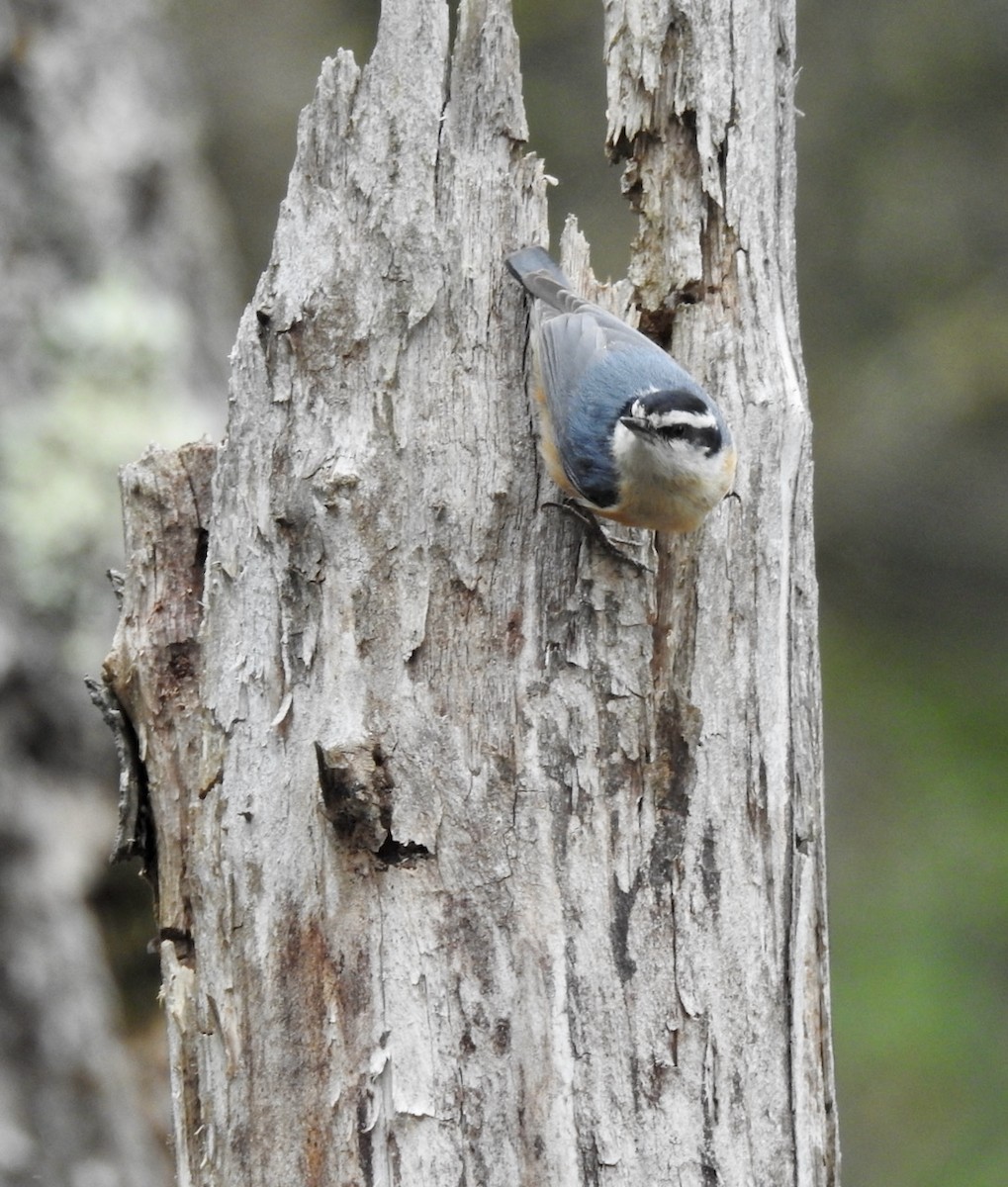 Red-breasted Nuthatch - ML353334111