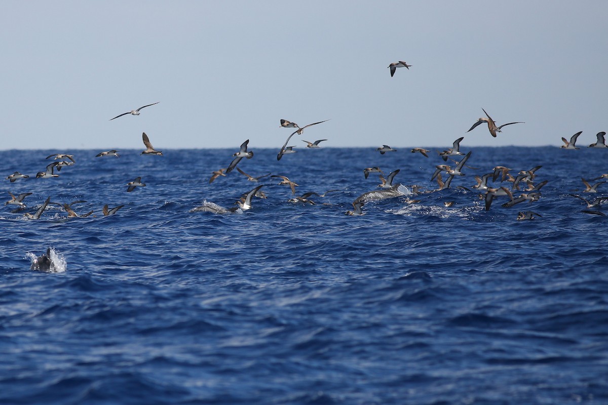 Cory's Shearwater - Kate Sutherland