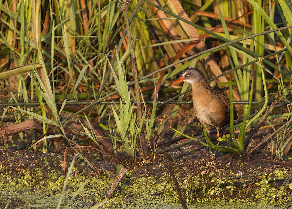 Virginia Rail - ML353334831
