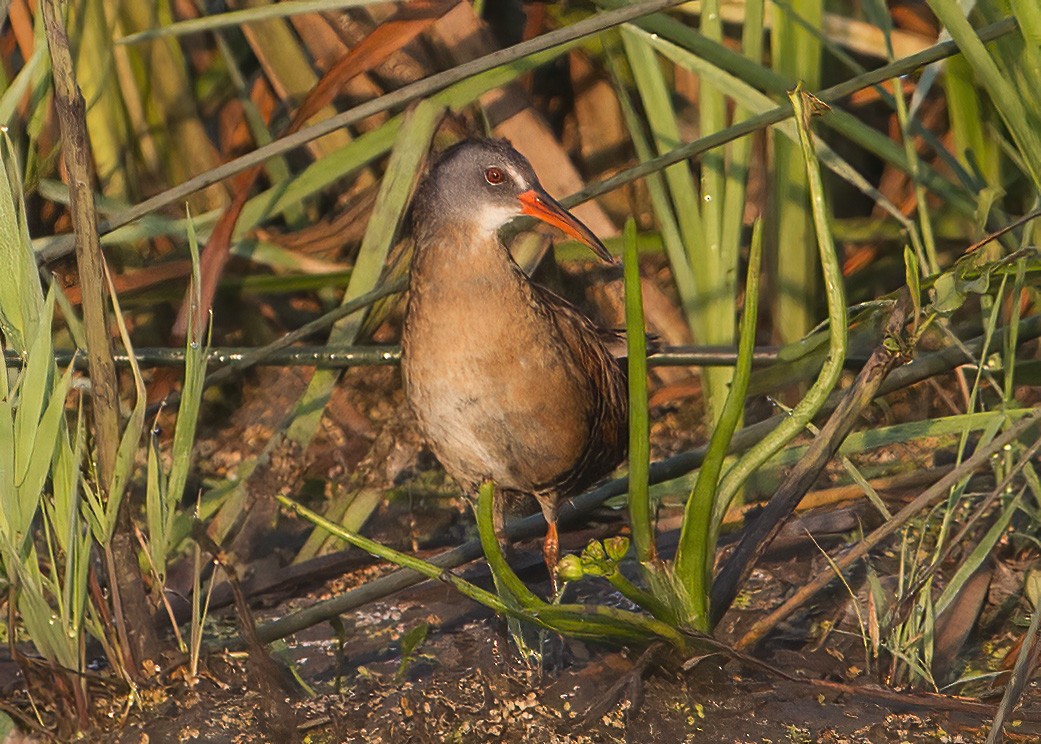 Virginia Rail - ML353334871