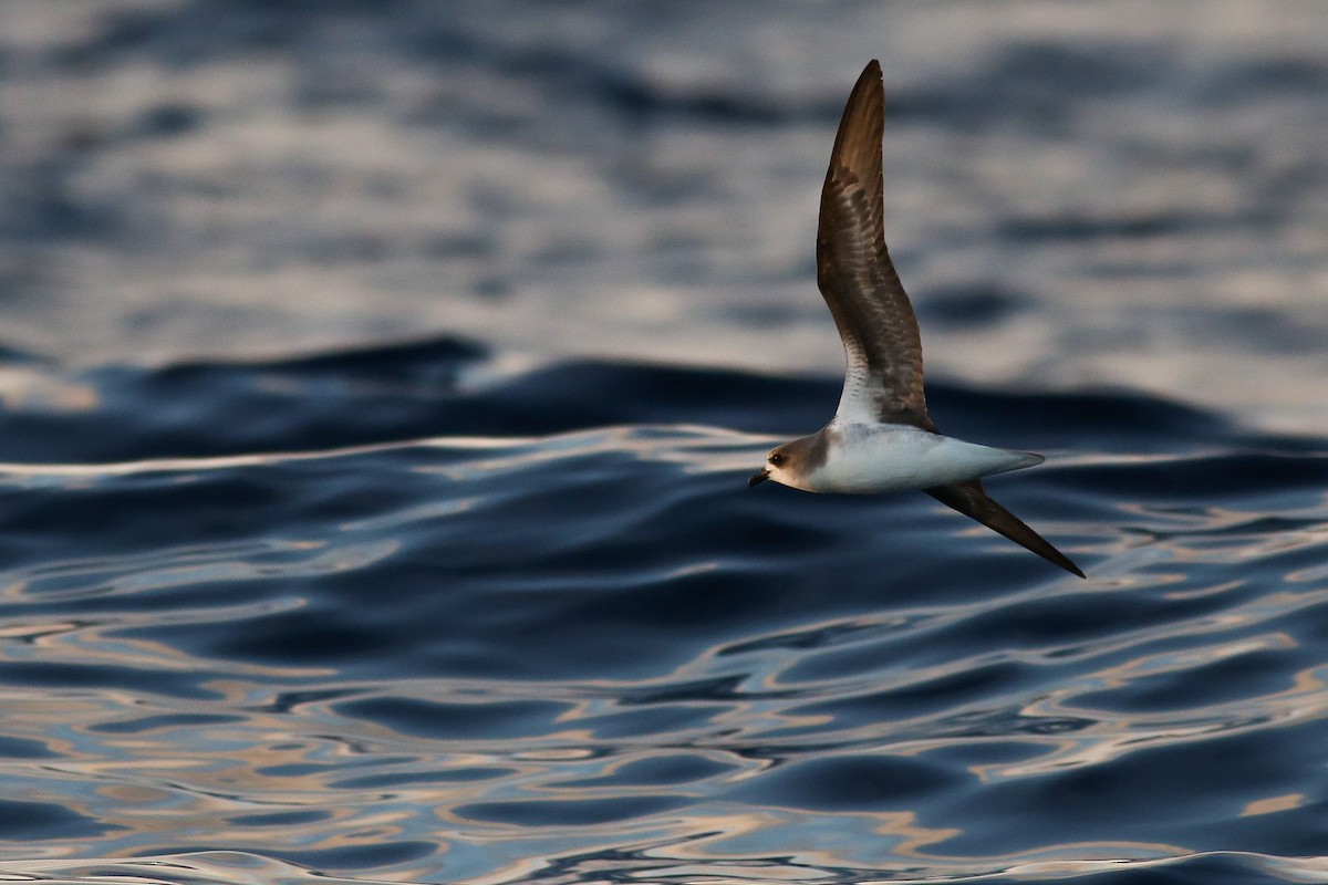 Zino's Petrel - ML353334951