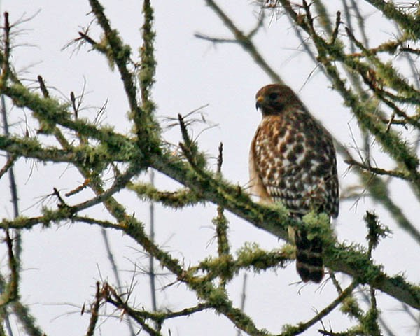 Red-shouldered Hawk - ML35333511