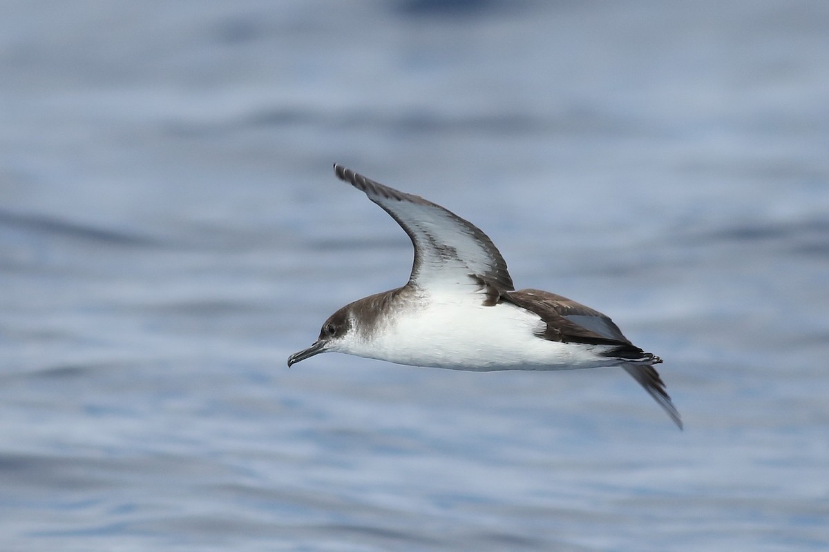 Manx Shearwater - Kate Sutherland