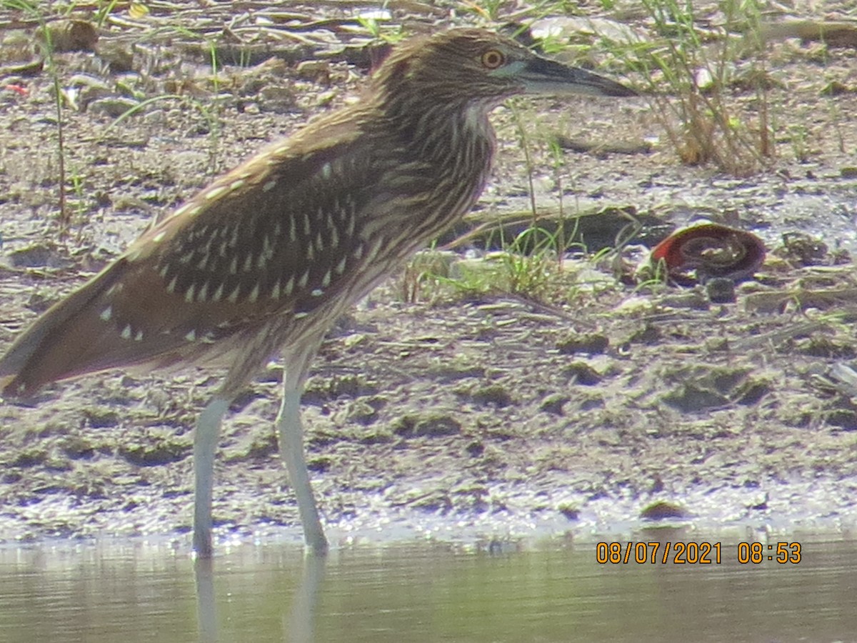 Black-crowned Night Heron - ML353336061