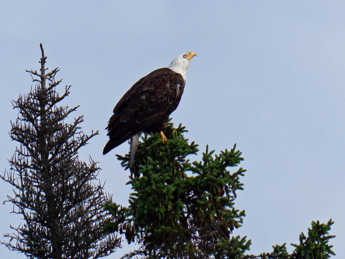 Bald Eagle - ML353336811