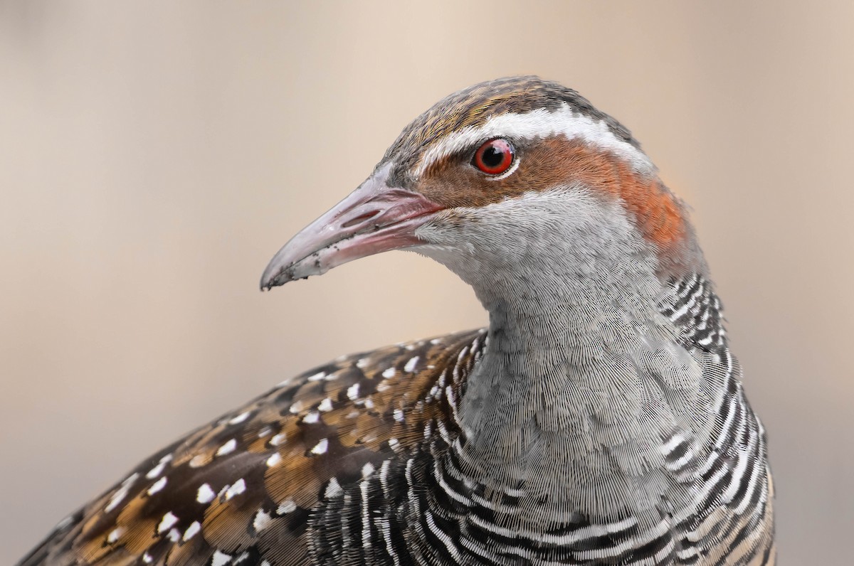 Buff-banded Rail - Zebedee Muller