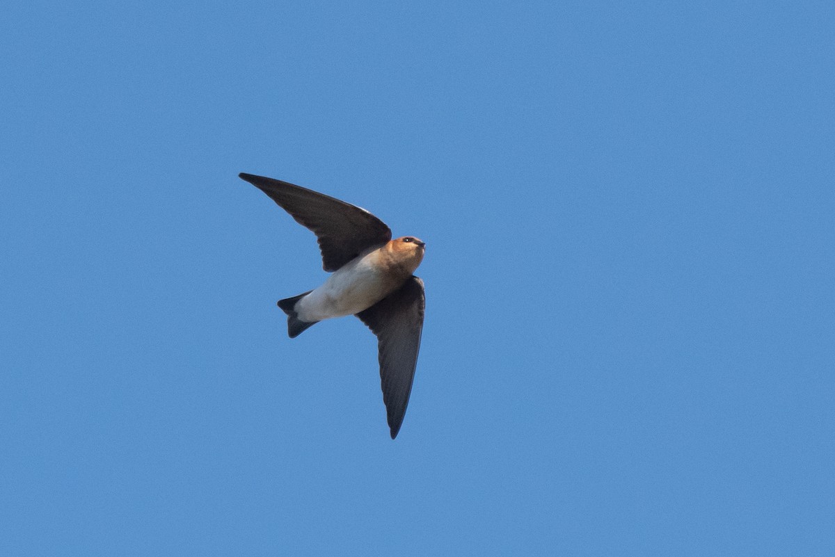 Golondrina Cabecicastaña - ML353337151