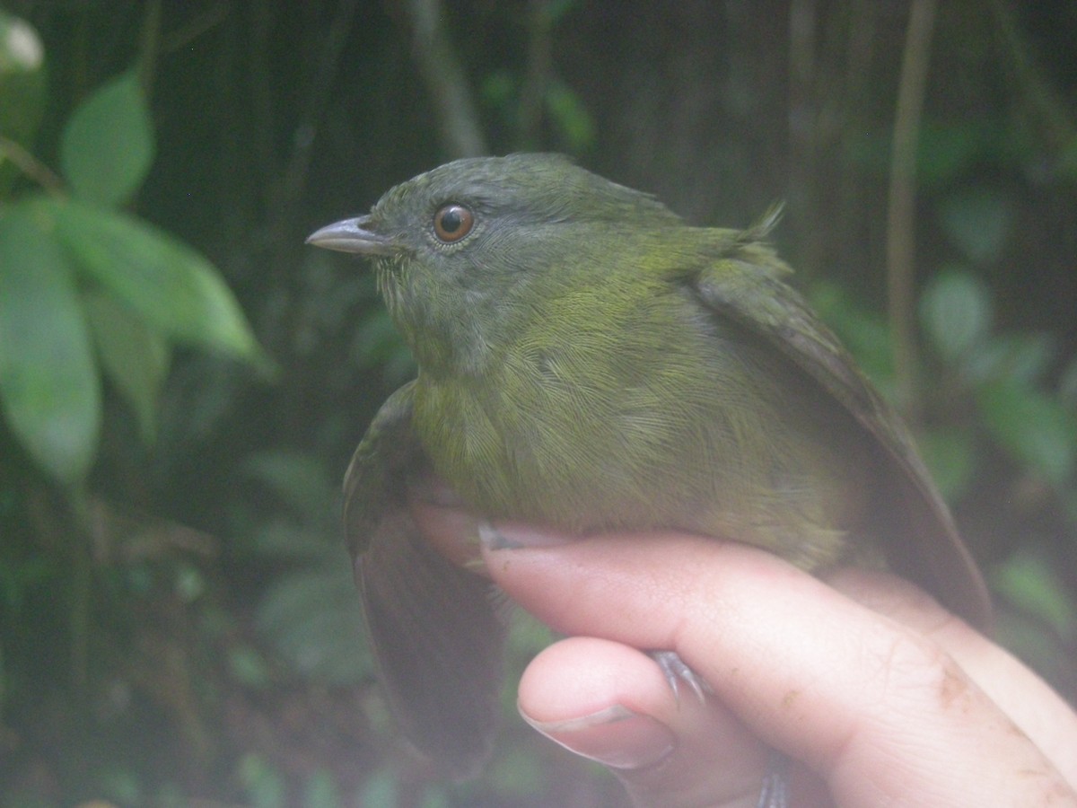 White-crowned Manakin - Lauren Harter