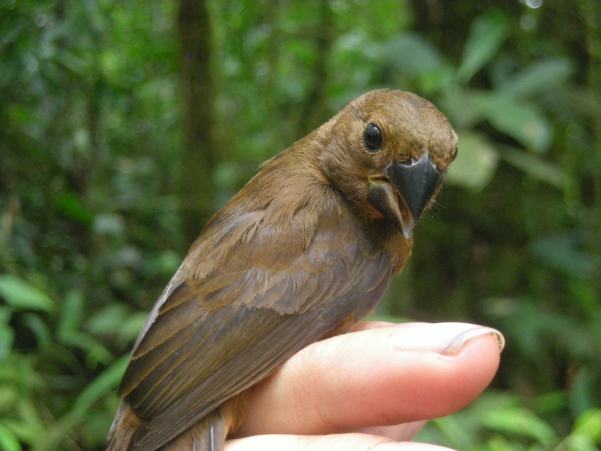 Thick-billed Seed-Finch - ML35333831