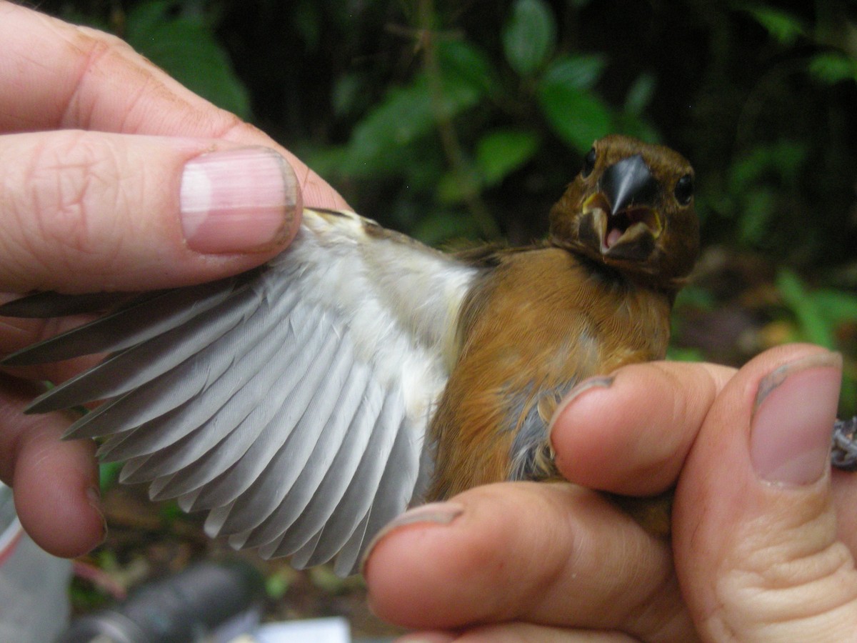 Thick-billed Seed-Finch - ML35333871