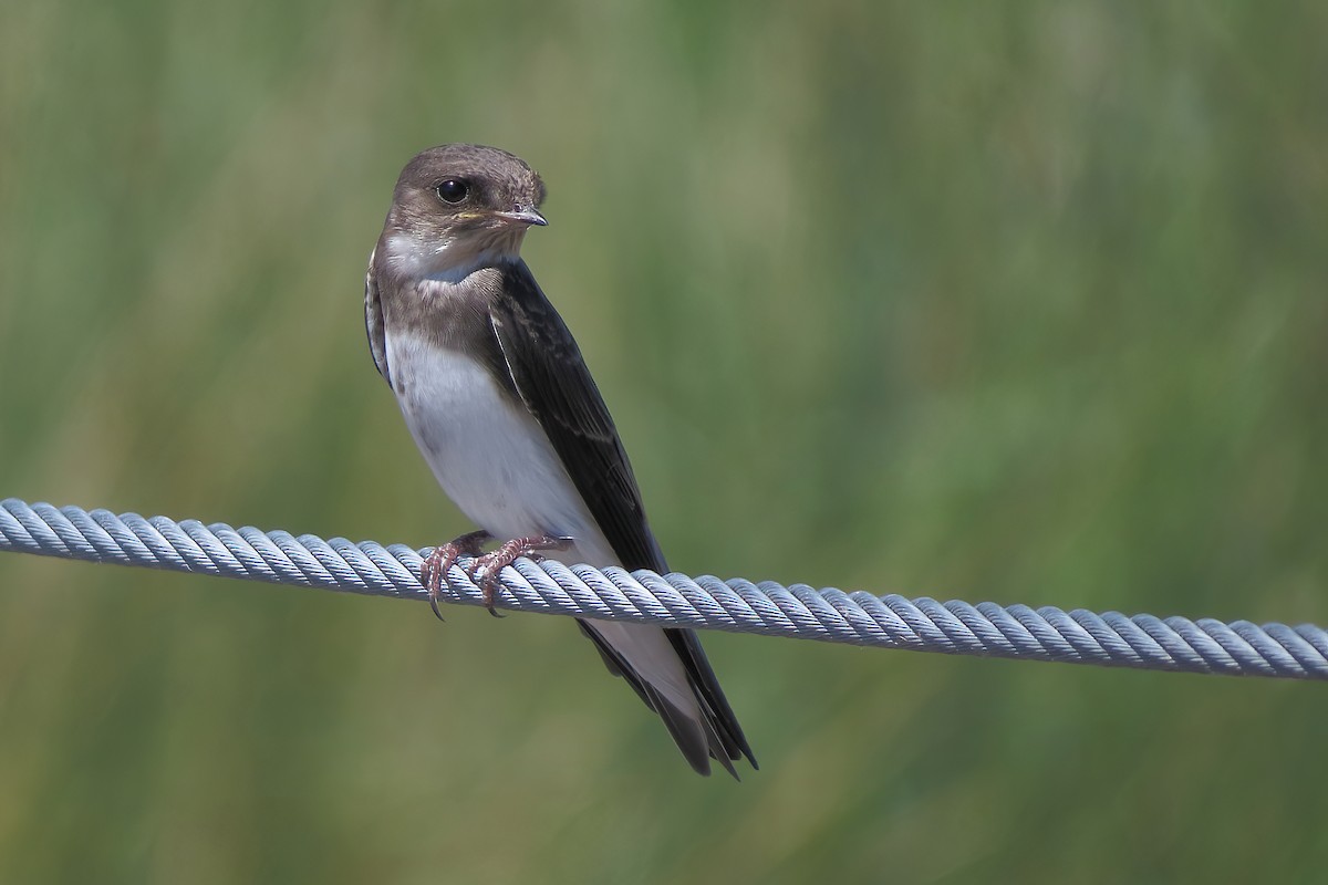 Bank Swallow - John Rakestraw