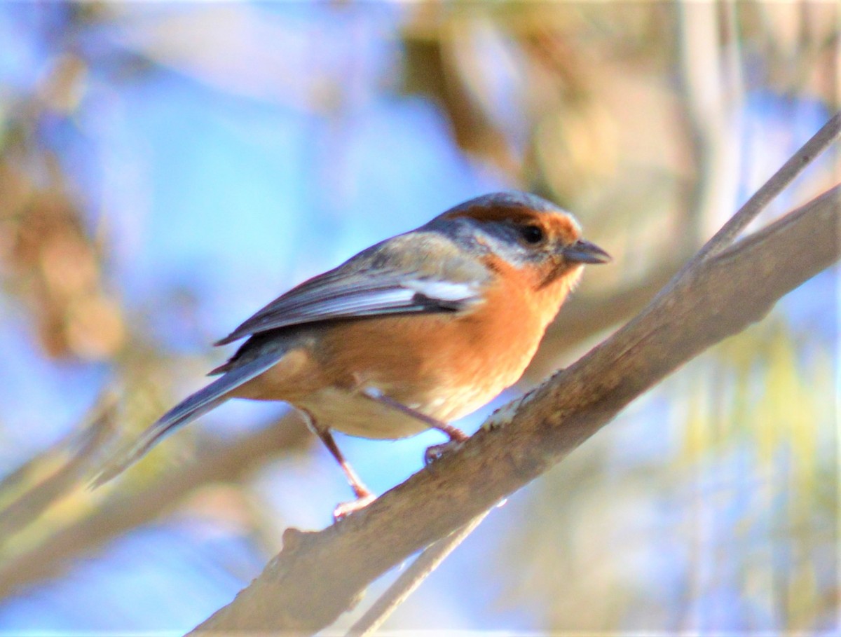 Rusty-browed Warbling Finch - Juan  Juárez