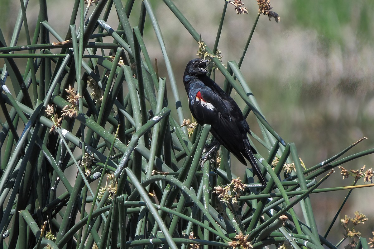 Tricolored Blackbird - ML353339561