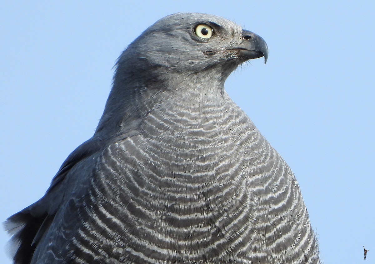 Crane Hawk - ML353339741