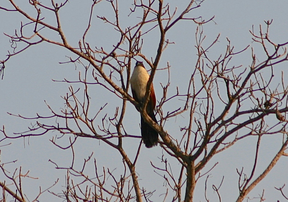 White-browed Coucal (Burchell's) - ML353340761