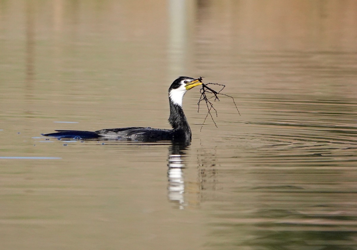 Little Pied Cormorant - Bill Cash