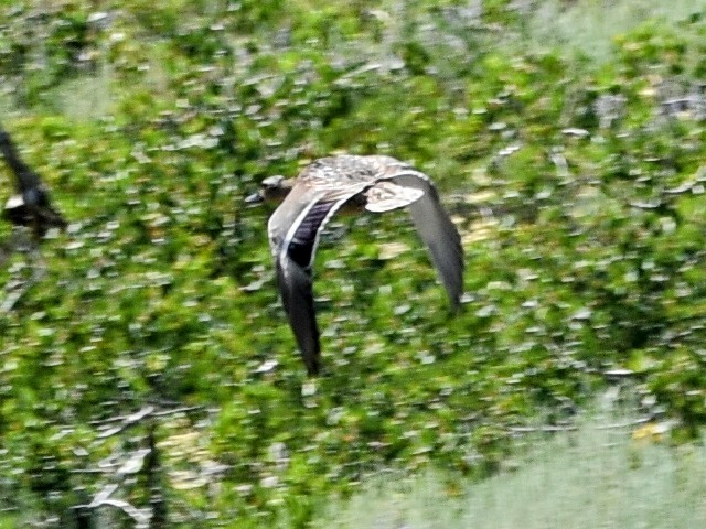 Mallard - ML353342431