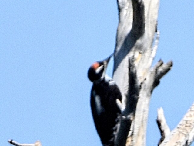 Hairy Woodpecker - ML353342641