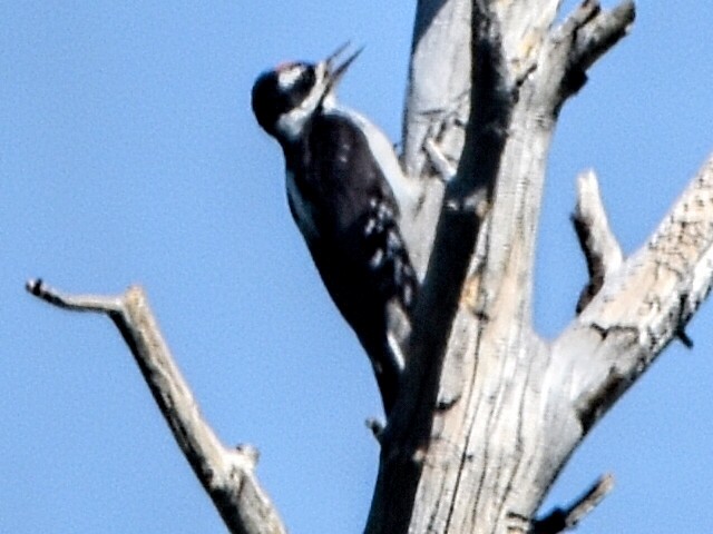 Hairy Woodpecker - ML353342681
