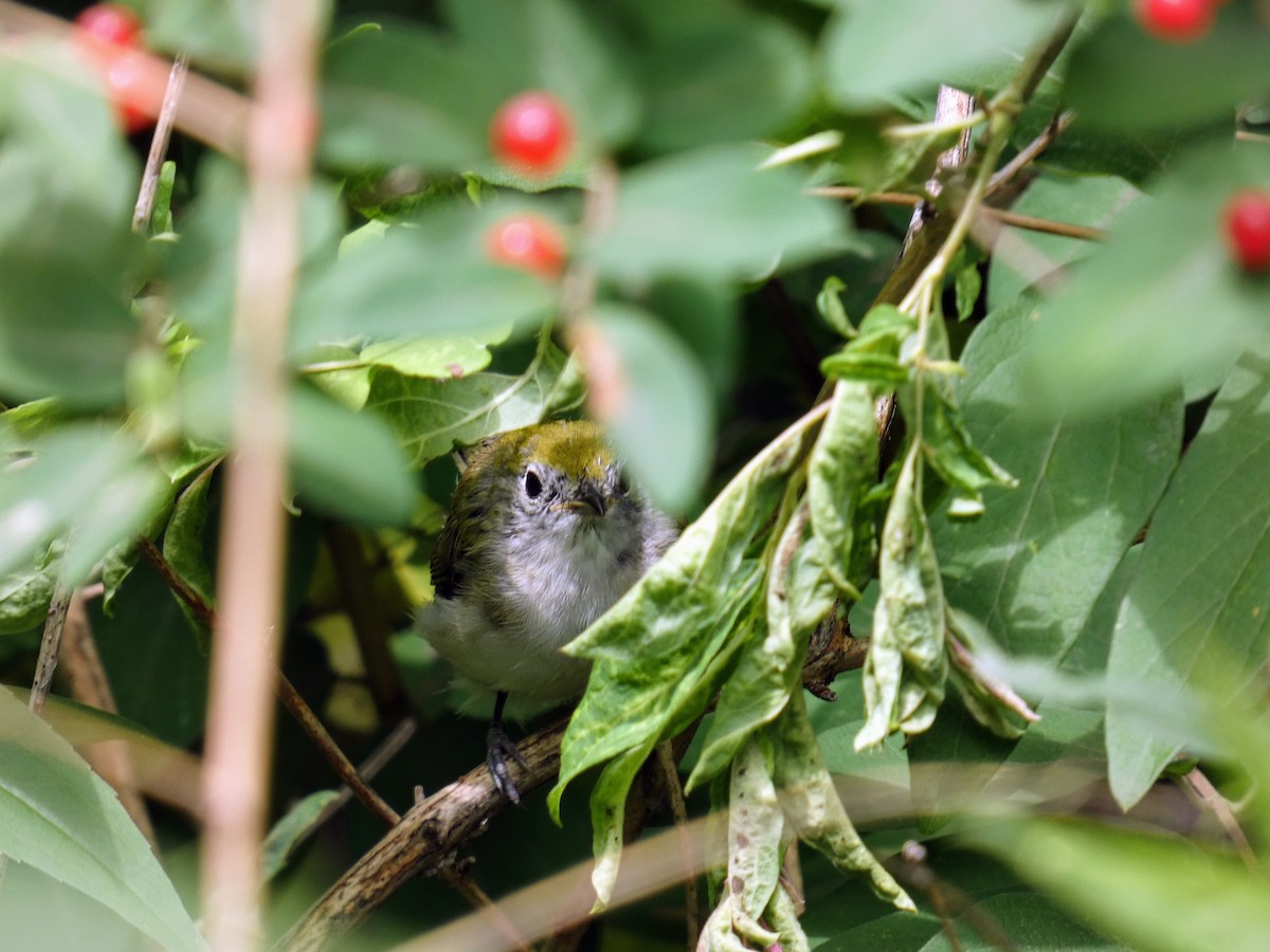 Chestnut-sided Warbler - ML353342961