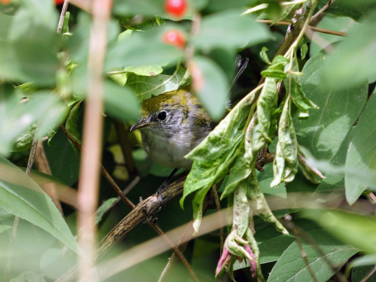 Chestnut-sided Warbler - ML353342981