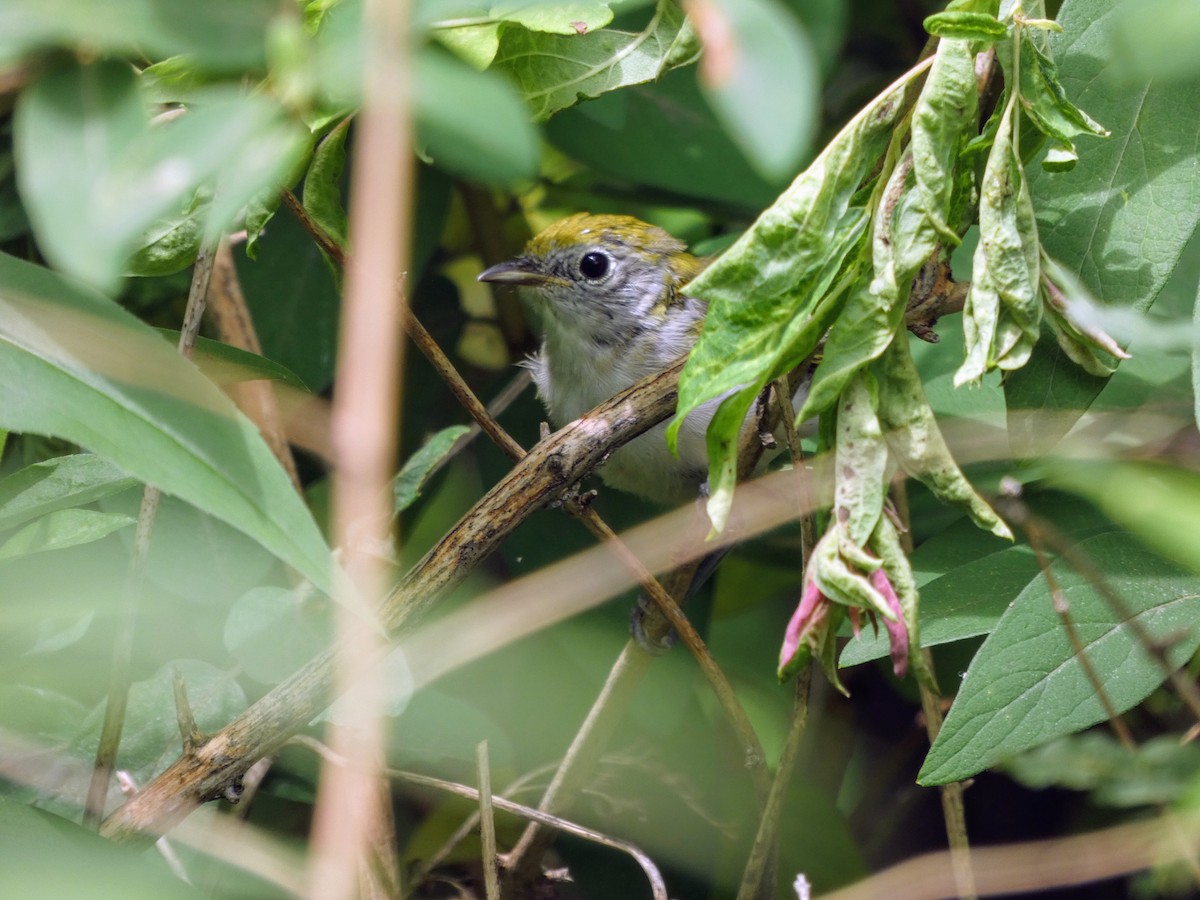 Chestnut-sided Warbler - ML353343011