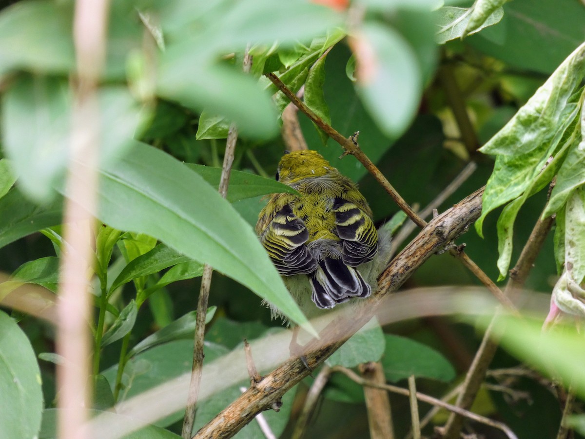 Chestnut-sided Warbler - ML353343041