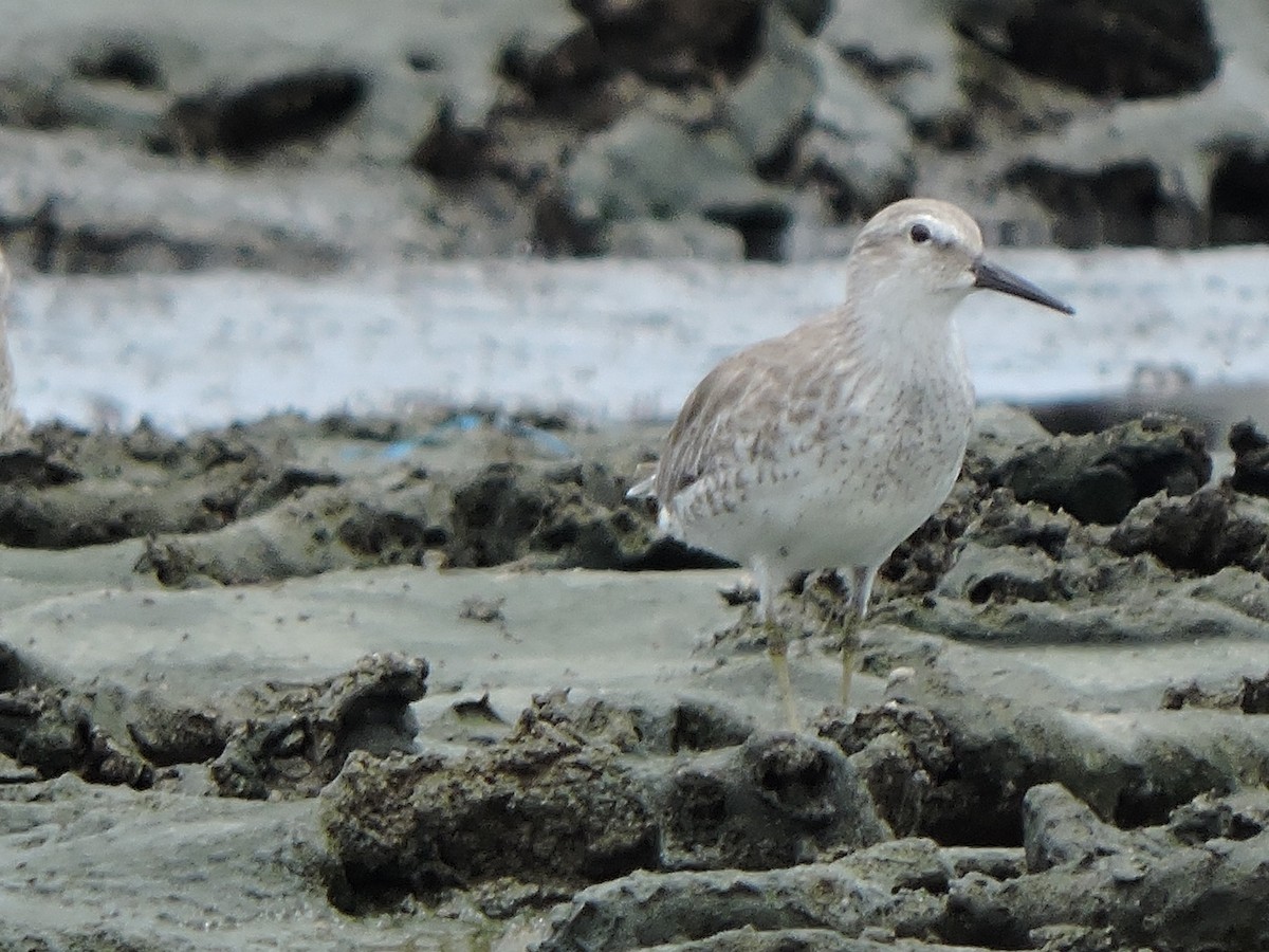 Red Knot - ML353344621