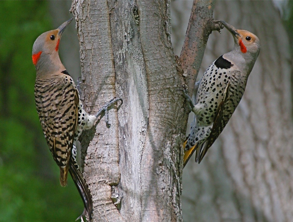 Northern Flicker - ML353345011