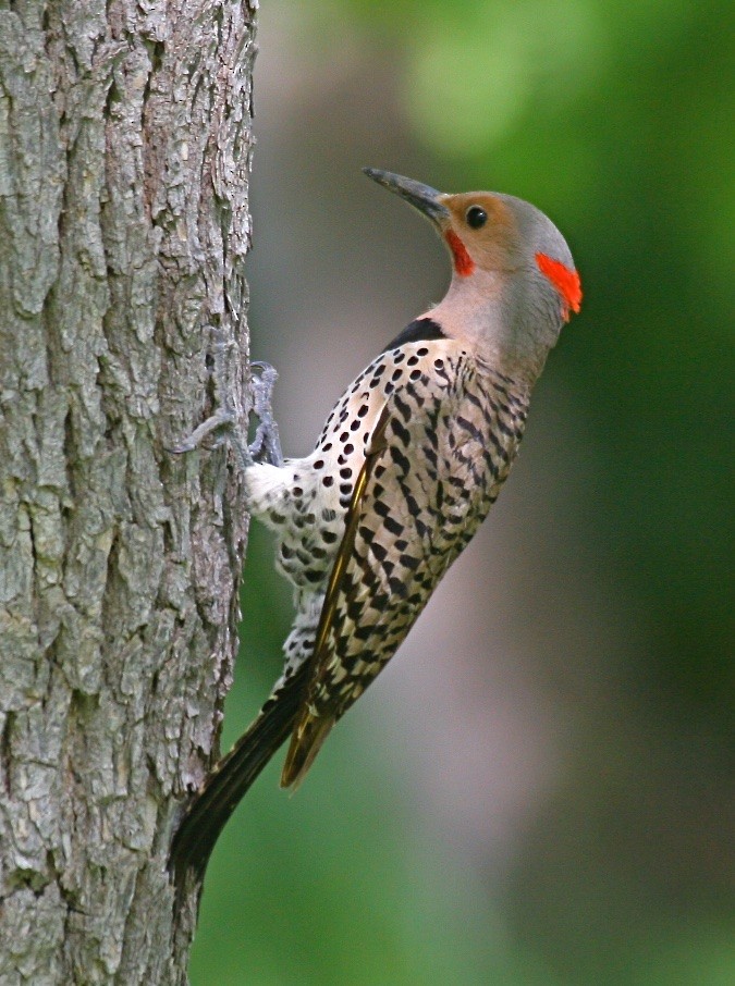 Northern Flicker - ML353345021