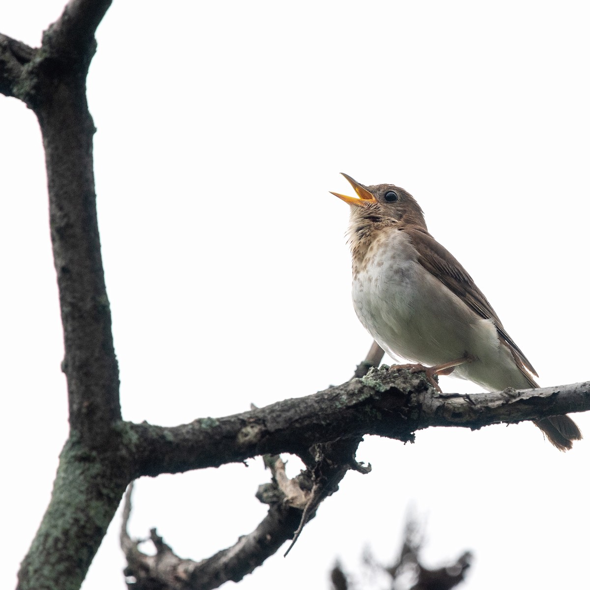 Veery - Christine Pelletier et (Claude St-Pierre , photos)