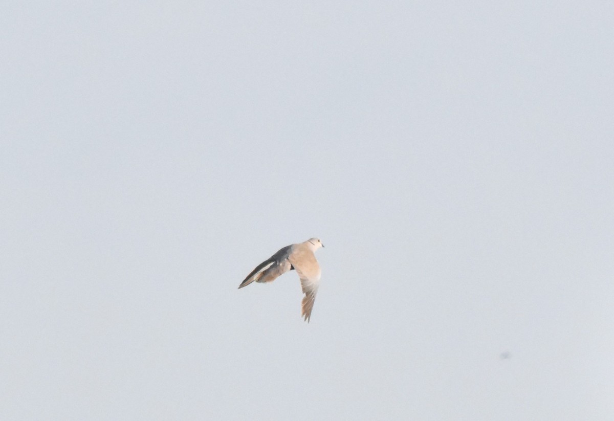 Eurasian Collared-Dove - Gary Warner