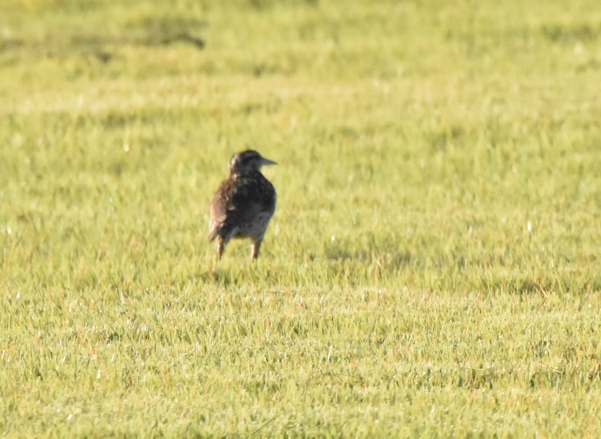 Eastern Meadowlark - ML353346421