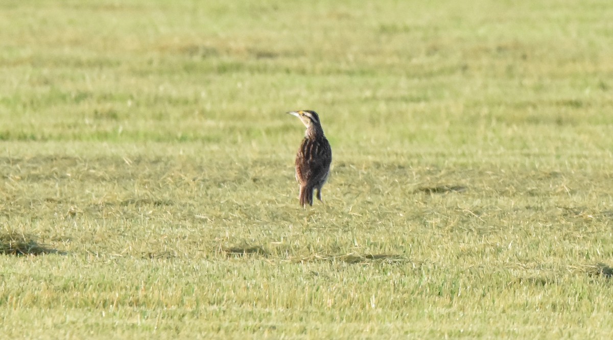 Eastern Meadowlark - ML353346431