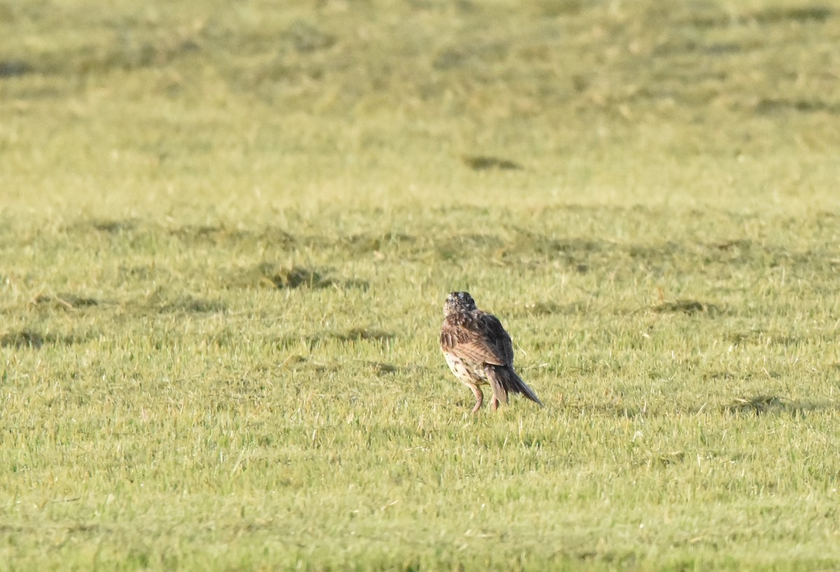 Eastern Meadowlark - ML353346441