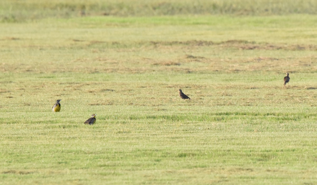 Eastern Meadowlark - ML353346451