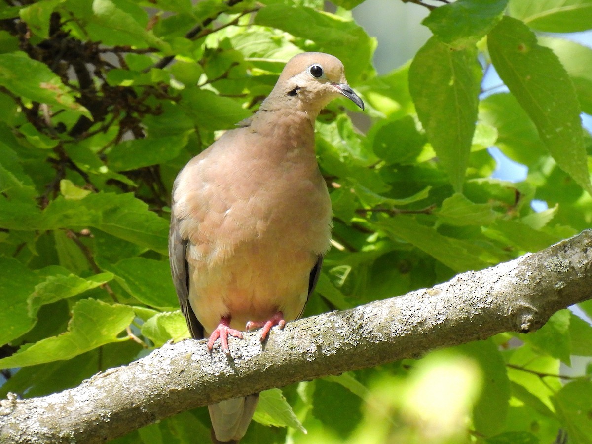 Mourning Dove - Bill Nolting