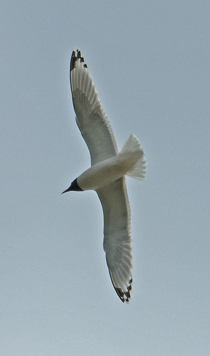 Franklin's Gull - ML353348861