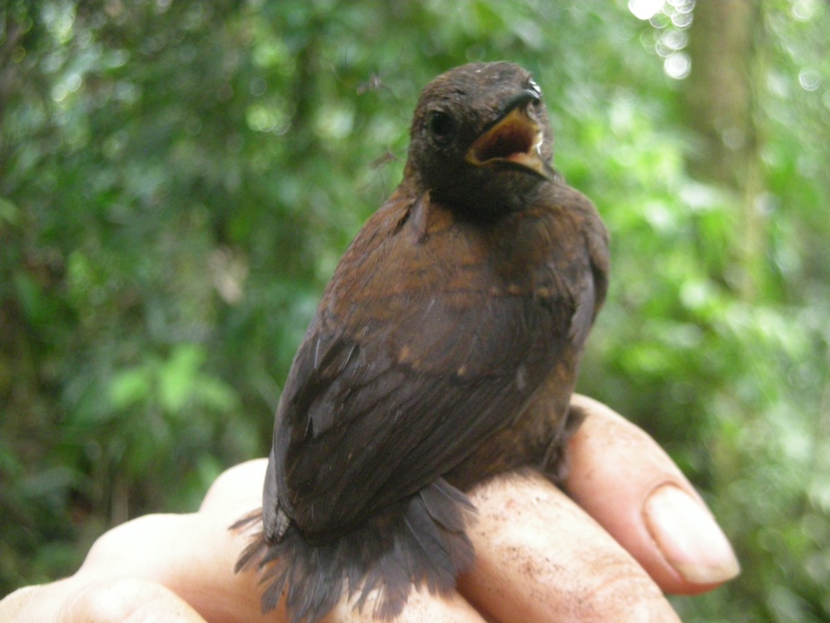 Nightingale Wren - Lauren Harter