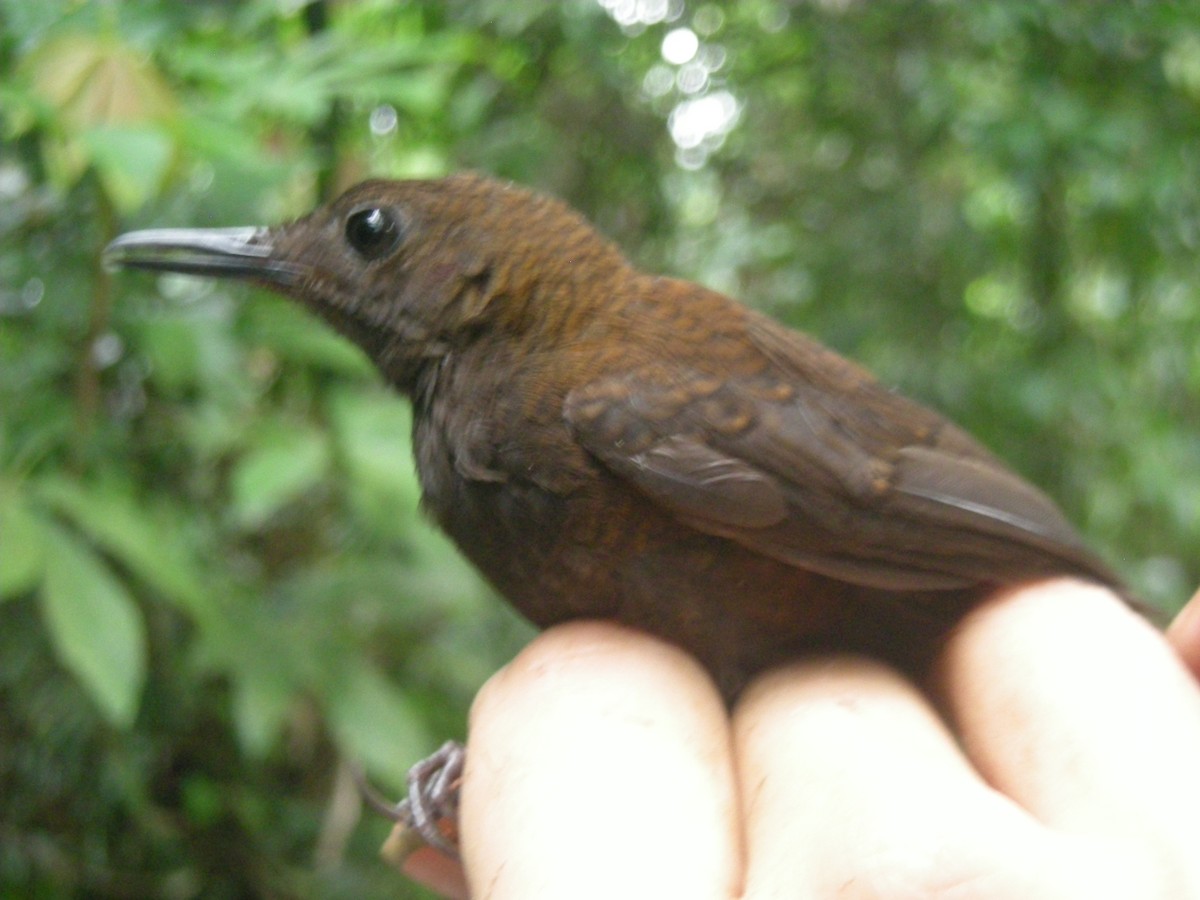 Nightingale Wren - Lauren Harter