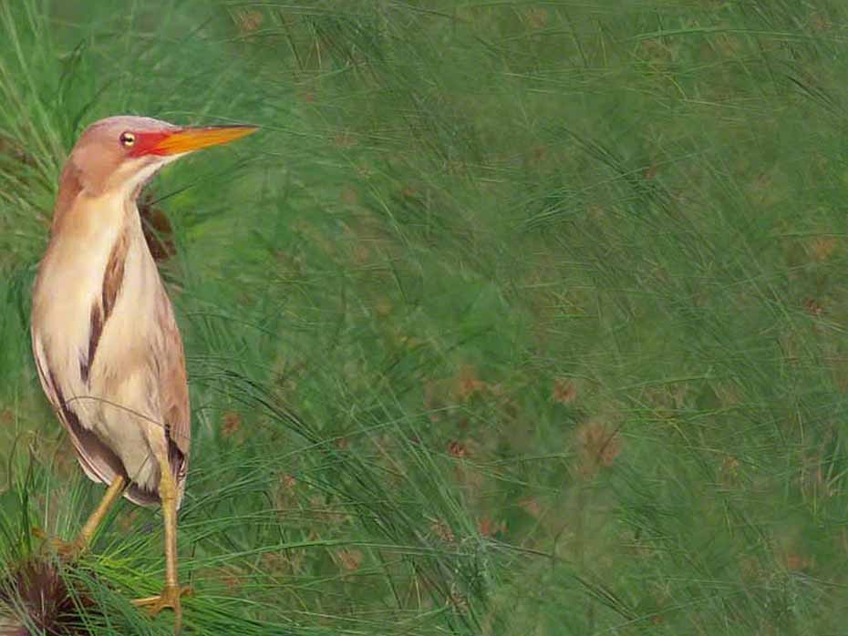 Cinnamon Bittern - ML353350261