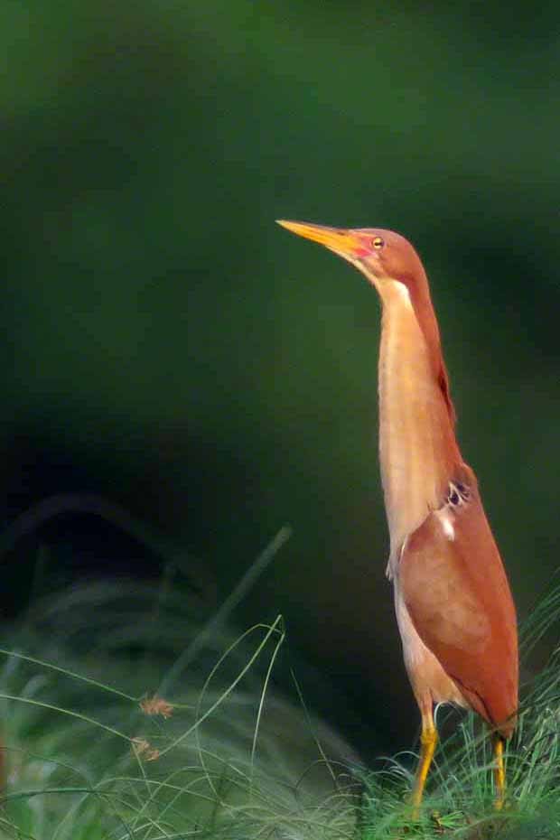 Cinnamon Bittern - ML353350271