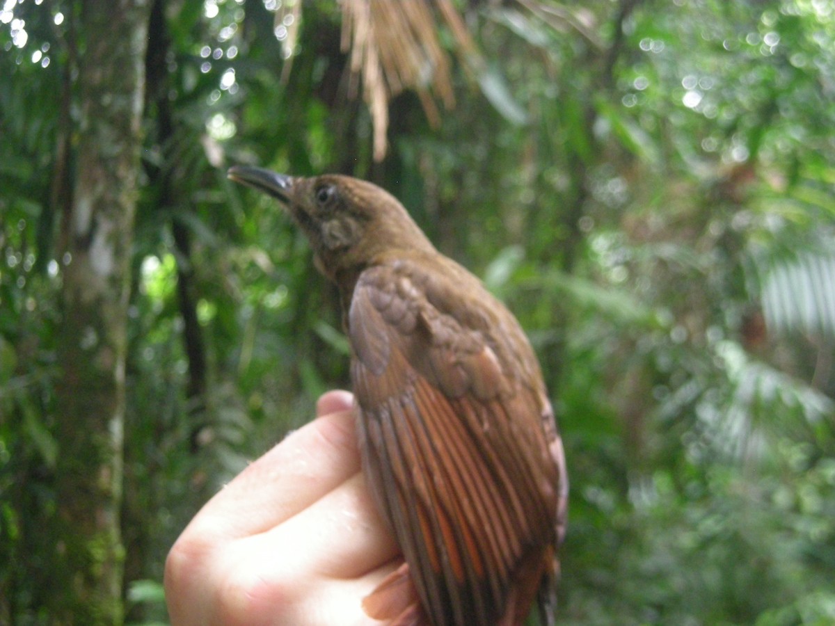 Plain-brown Woodcreeper - ML35335031