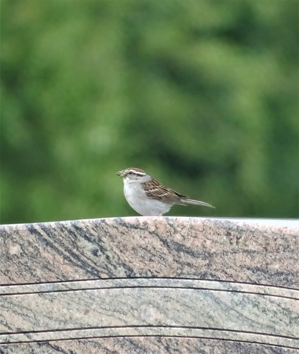 Chipping Sparrow - ML353351401