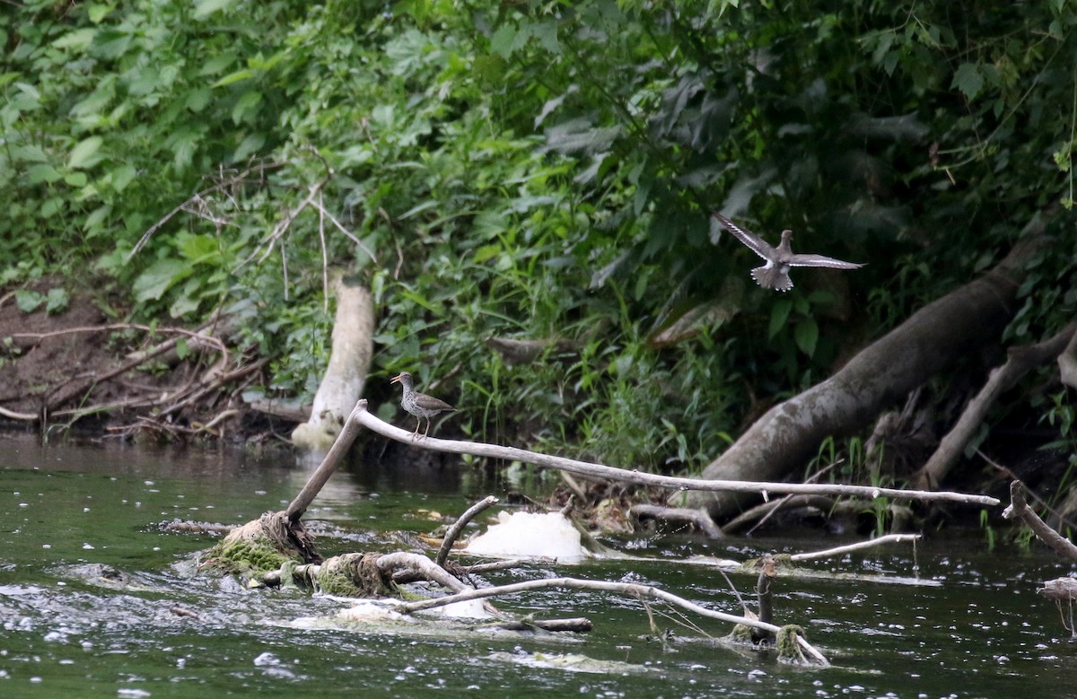 Spotted Sandpiper - ML353351421