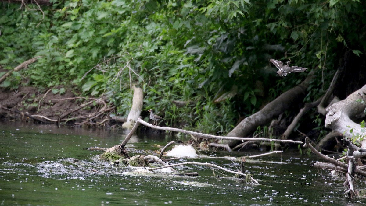 Spotted Sandpiper - ML353351531