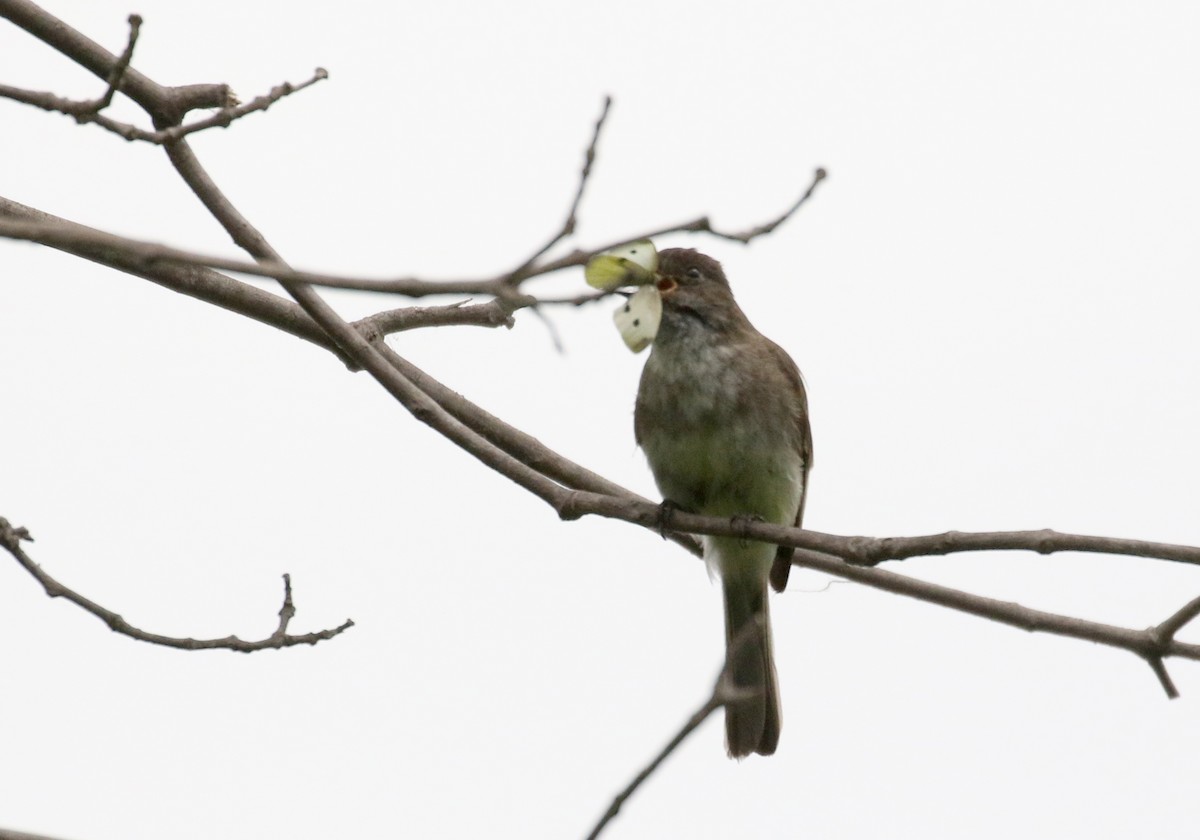 Eastern Phoebe - ML353351701